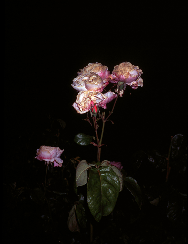 Roses At Night: 