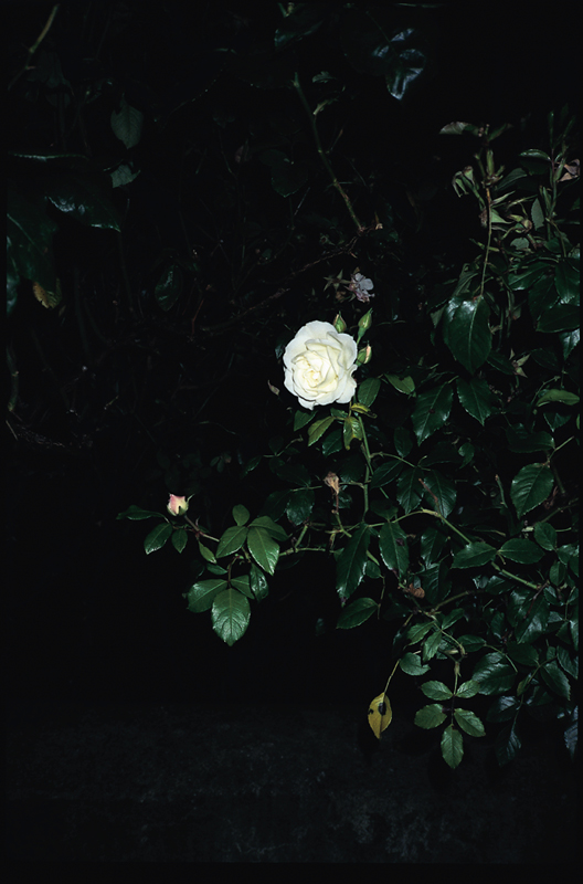 Roses At Night: 